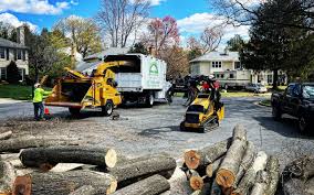 Trusted Collinsville, VA  Tree Services Experts