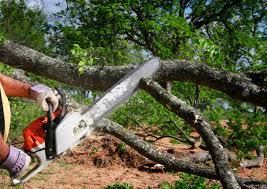 How Our Tree Care Process Works  in  Collinsville, VA